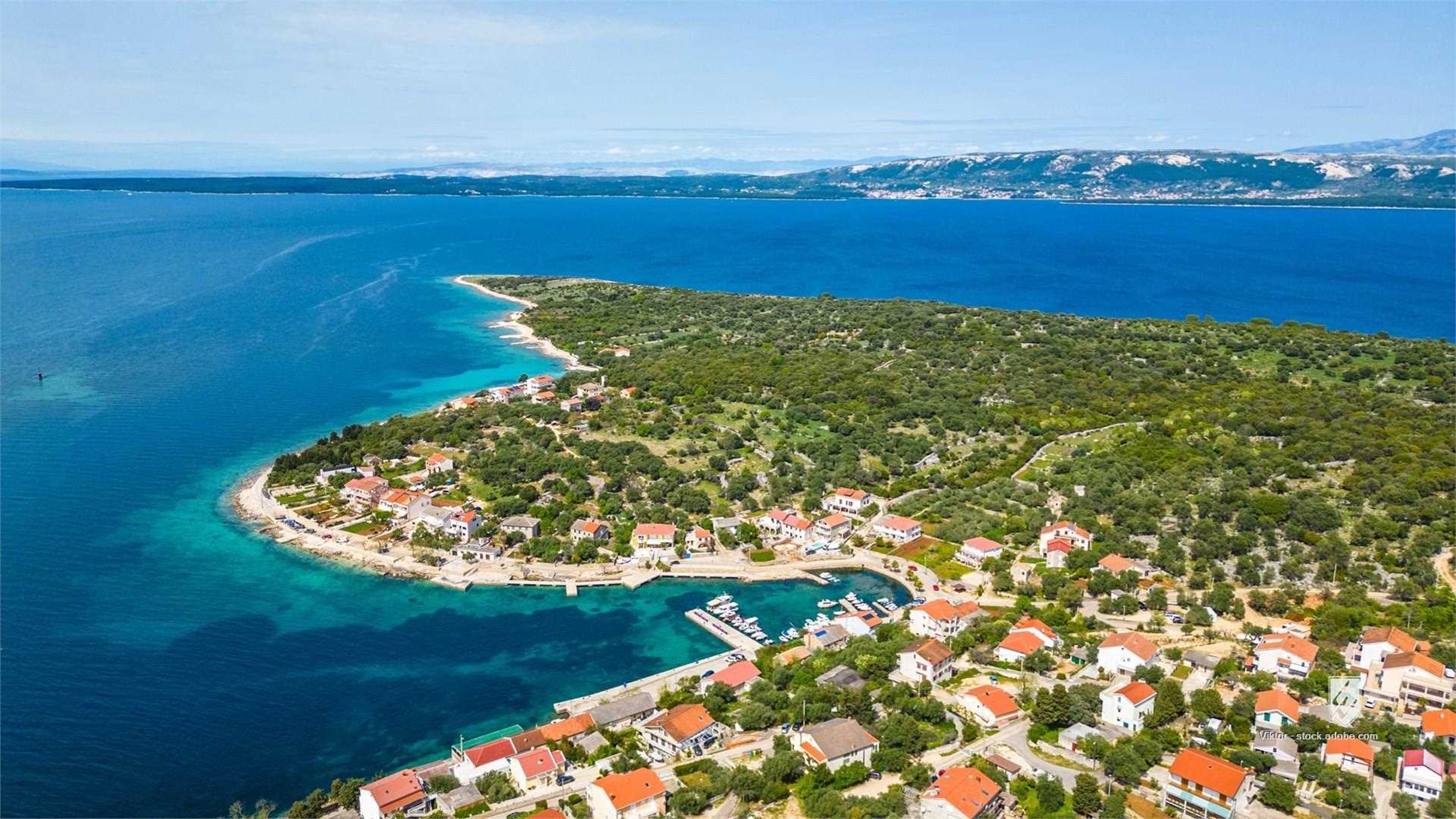 green cape lun pag island olive gardens of lun croatia drone photo aerial view ancient olive trees adriatic sea